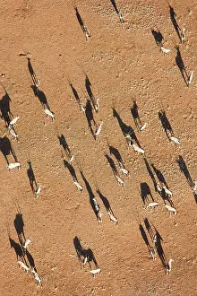 Gemsboks: Gemsbok - on a sandy plain at the edge of the Namib