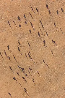 Gemsboks: Gemsbok - on a sandy plain at the edge of the Namib