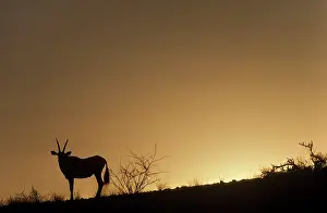 Gemsboks: Gemsbok - silhouette at dusk