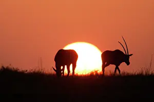 Gemsboks: Gemsbok - silhouette at sunset