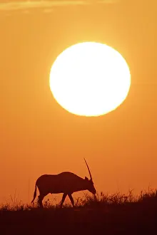 Gemsboks: Gemsbok - silhouette at sunset
