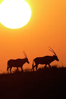 Gemsboks: Gemsbok - silhouette at sunset