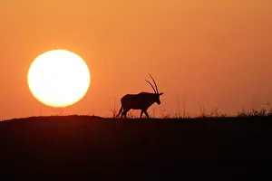 Gemsboks: Gemsbok - at sunset