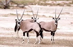 Antelopes: GEMSBOK - x three