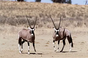 Antelopes: GEMSBOK - x two