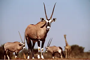 Rungnapa Sasitorn: GEMSBOK - x three and Giraffe in background