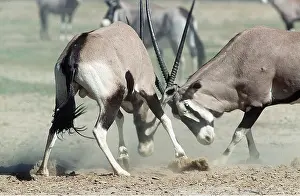 Antelopes: GEMSBOK - x two, fighting