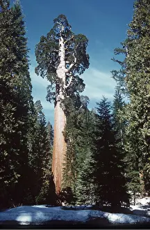 Size: General Grant Giant SEQUOIA / Wellingtonia / Sierra Redwood