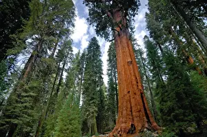 Preserves: General Sherman (275 ft or 83.8 m), the world's