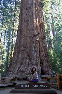 Sequoiadendron: General Sherman - a Giant Sequoia / Wellingtonia