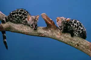 Genets: GENET - BABIES