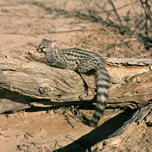 Genets: Genet