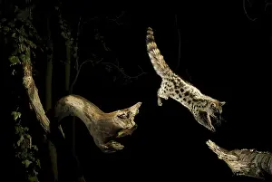 Pyrenees: A Genet (Genetta genetta) leap, in the middle of