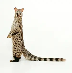 Curiosity: GENET