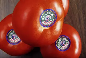 Genetics: Genetically modified tomatoes