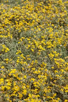 050618: Genista tridentata - flowers on field - Galicia, Spain