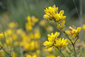 050618: Genista tridentata - flowers on field - Galicia, Spain