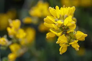 050618: Genista tridentata - flowers on field - Galicia, Spain