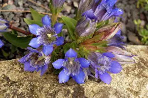 Gentiana: A gentian
