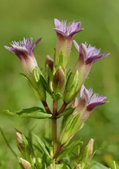 Gentian: Gentian