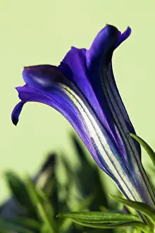 Gentiana: Gentian