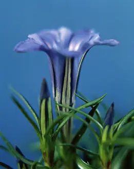 Uncluttered: Gentian