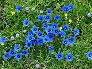 Gentiana: Gentian flower