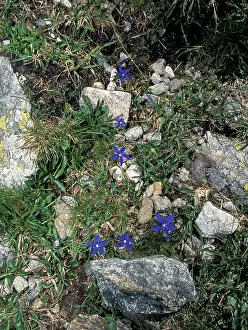 Gentiana: Gentian - Flowers