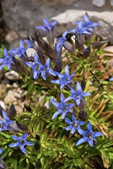Gentiana: Gentian (Gentiana freyniana), group of flowers