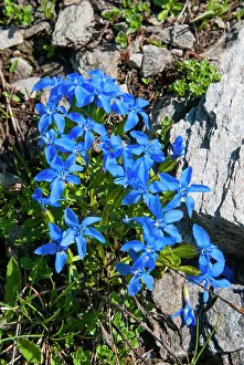 Bouquet: Gentian plant, Gentiana brachyphylla, Aosta