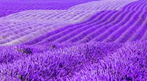 Waves: Gentle waves of lavender fields on the Palteau de