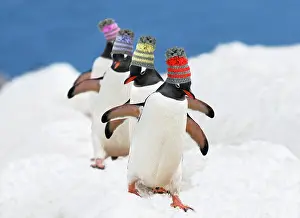 Wooly: Gentoo Penguin