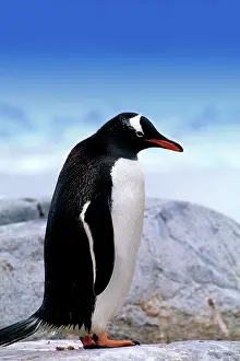 Webbed: Gentoo Penguin