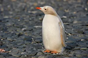 Leucistic: Gentoo Penguin