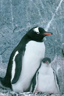 Falklands: Gentoo Penguin