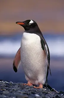 Falklands: Gentoo Penguin