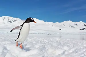 Neko: Gentoo Penguin