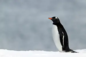 Orne: Gentoo Penguin