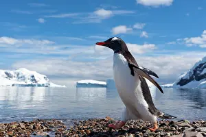 Neko: Gentoo Penguin