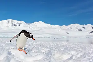 Neko: Gentoo Penguin