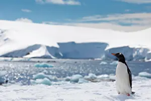 Orne: Gentoo Penguin