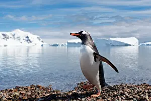 Neko: Gentoo Penguin