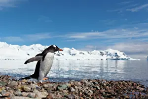 Neko: Gentoo Penguin