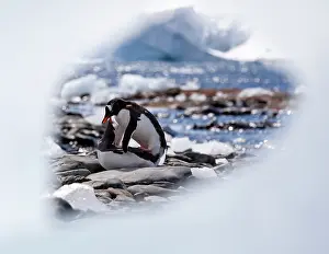 Orne: Gentoo Penguin
