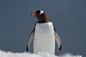 Neko: Gentoo Penguin
