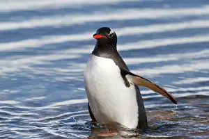 Neko: Gentoo Penguin