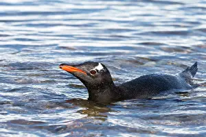 Neko: Gentoo Penguin