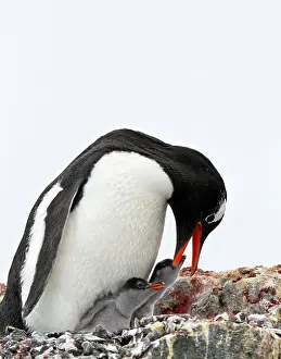 Sandwich: Gentoo Penguin