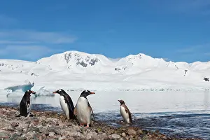 Neko: Gentoo Penguin