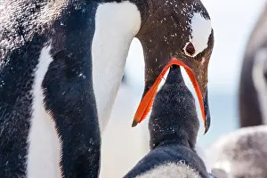 Saunders: Gentoo Penguin
